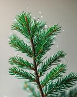 A close up of a pine tree branch with green needles photo