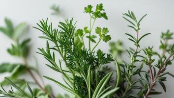 Fresh culinary herbs with depth of field showcasing vibrant leaves and aromatic greenery photo