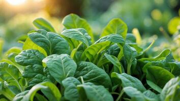 Fresh green spinach leaves grow in a vibrant garden setting during the day photo