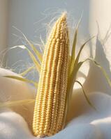 Fresh golden corn on the cob resting on a pristine white surface in a sunlit setting photo