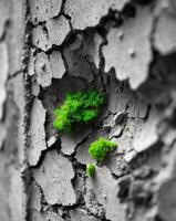 Close Up Shot of Decayed Wall with Patches of Green and Cracked Surface Texture photo