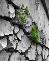 Close Up Shot of Decayed Wall with Patches of Green and Cracked Surface Texture photo