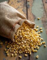 Harvested corn kernels in rustic burlap sack on wooden surface photo