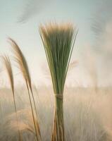 Neatly Tied Paddy Stalks on a Simple Field Background photo