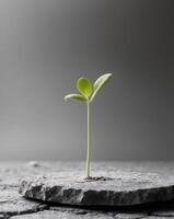 small green sprout grows stone slab symbolizing renewal resilience amidst adversity bringing new life barren photo