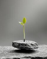 small green sprout grows stone slab symbolizing renewal resilience amidst adversity bringing new life barren photo