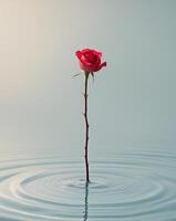 Single Red Rose Floating on Calm Water with Gradient Background and Text Space on Left photo