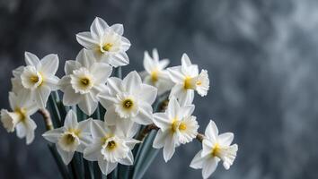 White daffodils in a vase on a gray background photo