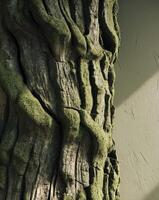 A close up of a tree trunk with moss on it photo