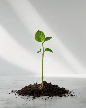 Fresh green seedling emerging from rich soil photo