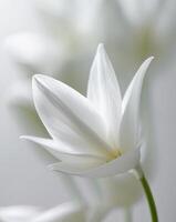Macro shot of white flower petals creating a soft and dreamy backdrop photo