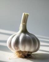 Close up of the vitality of freshly picked garlic photo