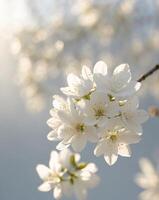 Beautiful white blossoms in spring sunlight create a serene natural setting in full bloom photo
