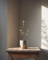 Dimly lit room with a potted plant on a wooden table photo