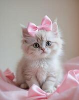A kitten with a pink bow sitting on a bed photo