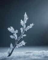 a branch with ice crystals on it in the dark photo