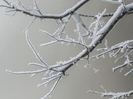 A snow covered tree branch with frost on it photo