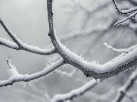 A snow covered tree branch with frost on it photo