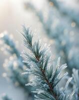 Frosty pine branches with snow on them photo