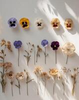 picture of dried flowers in several variants herbarium from dried blossoming flower arranged in a row viola tricolor pansy heartsease photo