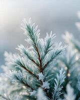 Frosty Pine Needles Each needle covered in frost creating a star photo