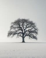 An oak tree in the middle of a snowy field photo