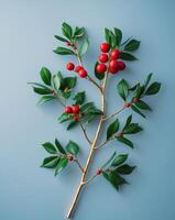 A branch with red berries and green leaves on a blue background photo