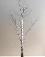 A tree with no leaves is shown in this image photo
