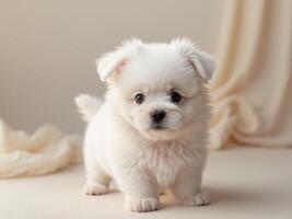 A small white puppy is standing on a white background photo