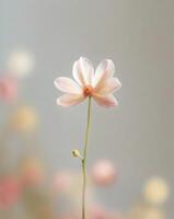 Selective Focus Flower Use selective focus to highlight a single photo