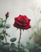 A red rose with dew drops on it is in a garden photo