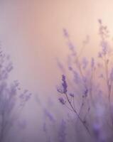 Smooth Floral Gradient Background with Soft Lighting photo