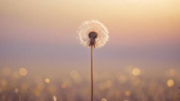 A dandelion is standing in a field with a sunset in the background photo