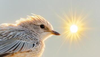 A close up of a bird with the sun in the background photo
