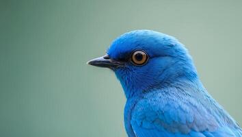 A close up of a blue bird with a green background photo