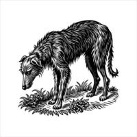 Irish Wolfhound Dog sniffing vector