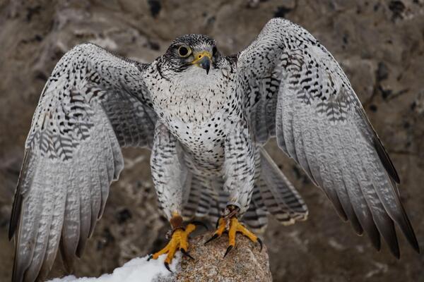 Gyrfalcon Perched on a Rock with Wings Spread