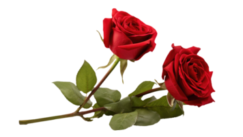 Captivating Image of Beautiful Red Flowers of Two Roses Kept on Transparent Background. . png