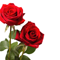 Realistic Beautiful Red Flowers of Roses Kept on Transparent Background. . png