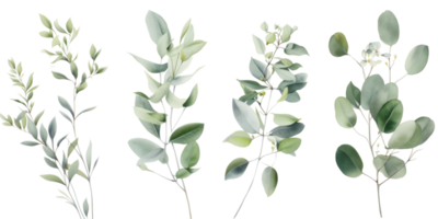 Set of Green Eucalyptus Leaf Stem on Background. png