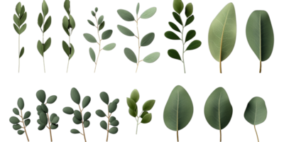 Set of Green Eucalyptus Leaf Stem on Background. png