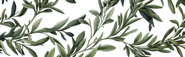 Green olive leaves branches watercolor illustration on background. png