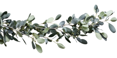 Eucalyptus branch isolated photogenic on background png