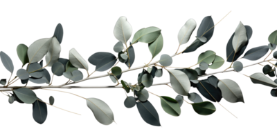 Eucalyptus branch isolated photogenic on background png