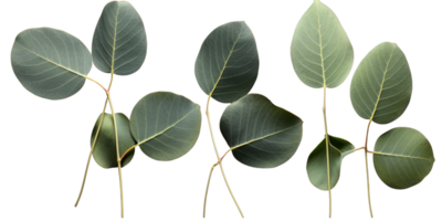 Set of Green Eucalyptus Leaf Stem on Background. png