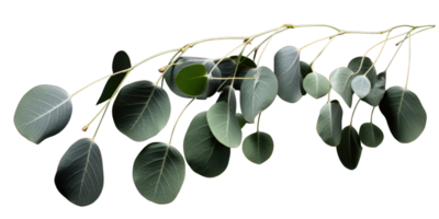 Eucalyptus branch isolated photogenic on background png