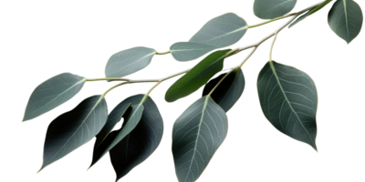 Eucalyptus branch isolated photogenic on background png