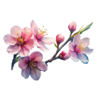 Chinese New Year a close up view of a cluster of plum blossoms png
