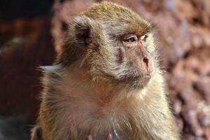 The monkey is sitting thinking about something or looking at something very interesting in front of him. photo