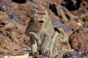 This monkey is separated from the herd to sit and be exposed to the sun, not in a group. photo